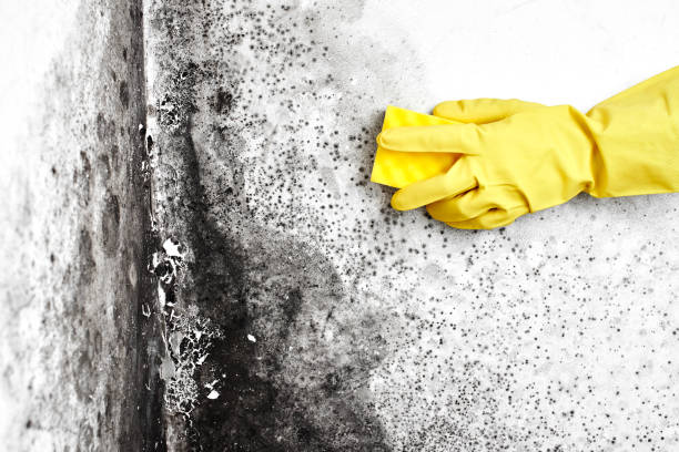Professional Mold Removal in Whiteland, IN