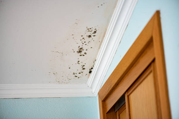 Best Fast Mold Removal  in Whiteland, IN
