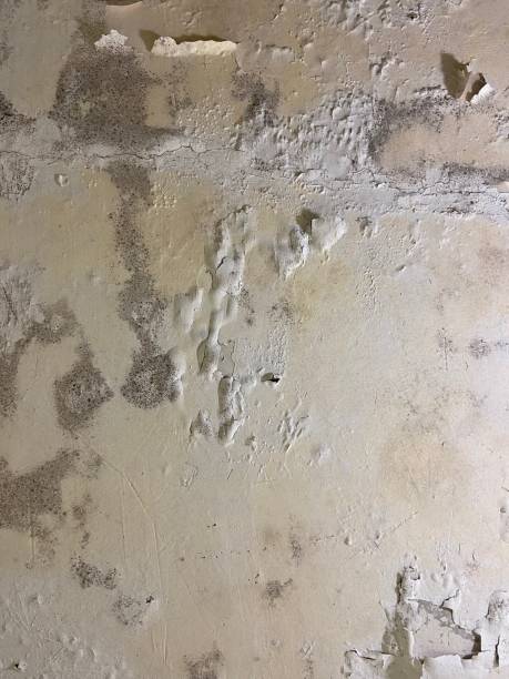 Best Local Mold Removal Service  in Whiteland, IN