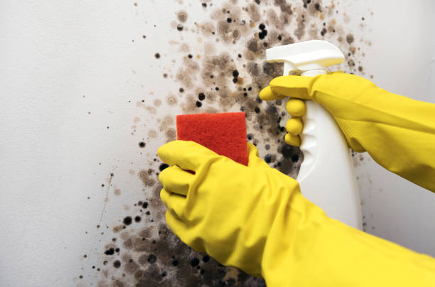 Best Mold Damage Repair  in Whiteland, IN